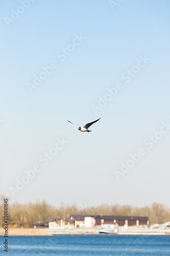 sea gull flies over a blue river on a clear day