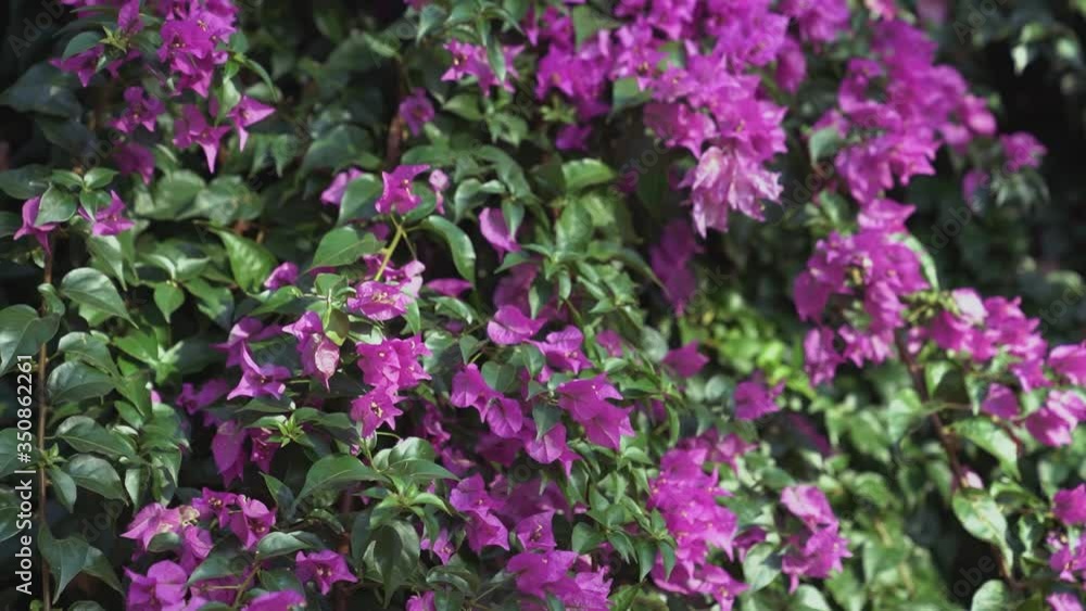 The bushes with beautiful pink flowers on a Sunny day. The bushes with beautiful pink flowers on a Sunny day.
