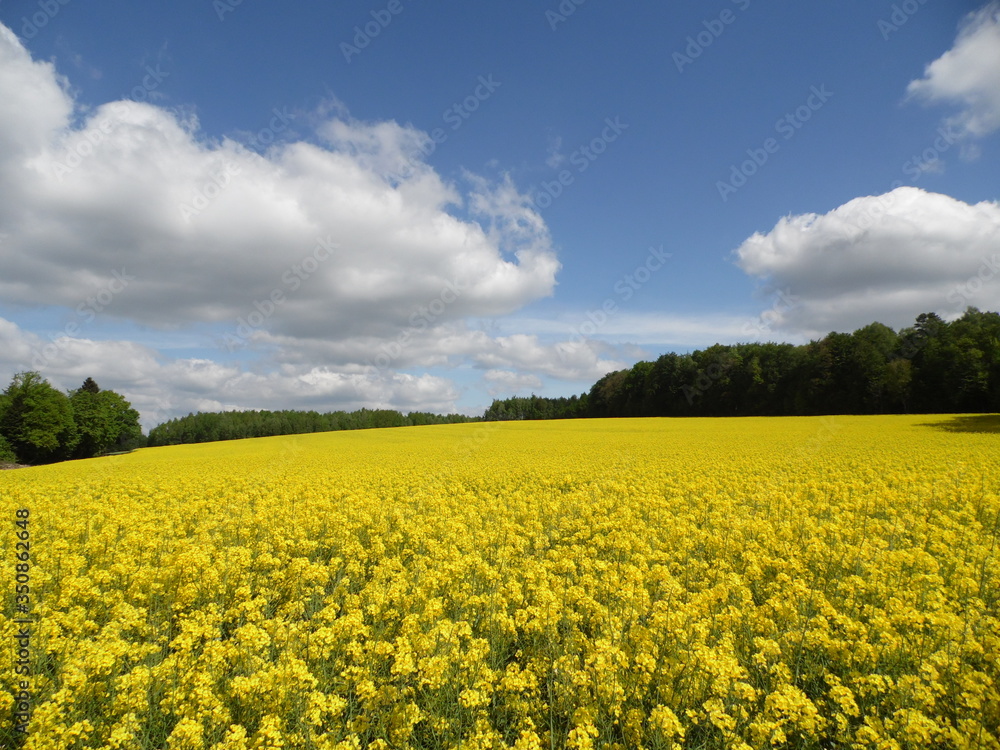 Canola and sky Canola and sky