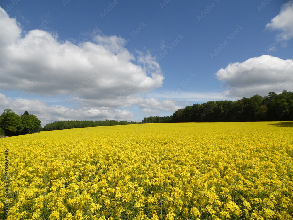 Canola and sky