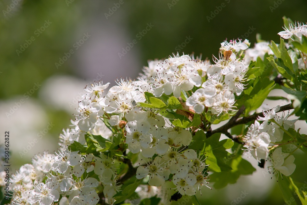 White spring flowers of apple tree on nature background. White spring flowers of apple tree on nature background.