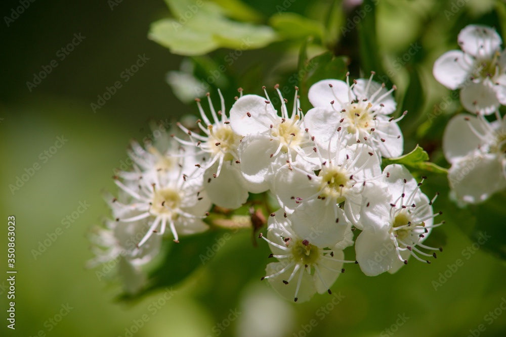 White spring flowers of apple tree on nature background. White spring flowers of apple tree on nature background.
