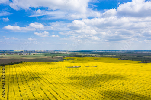 The rapeseed field in springtime  view from drone