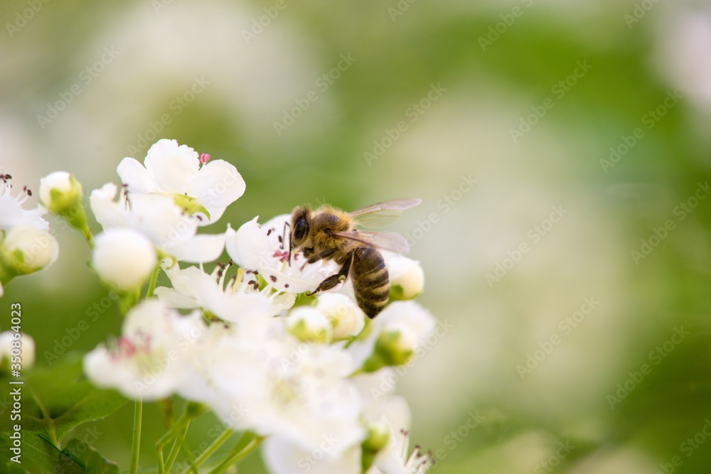 White spring flowers of apple tree on nature background. White spring flowers of apple tree on nature background.