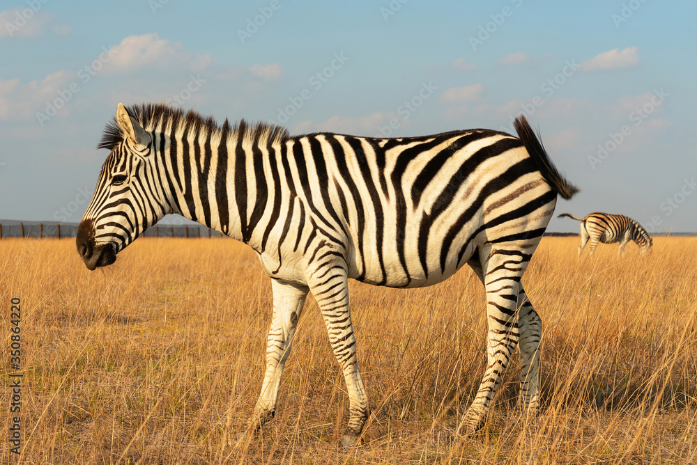 Zebra African animal standing on steppe pasture, autumn safari landscape. Zebra African animal standing on steppe pasture, autumn safari landscape.