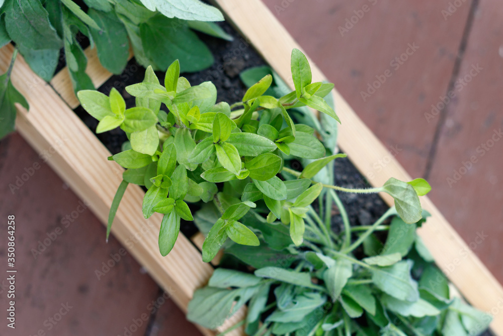 Seedlings of young flowers in wooden box outdoors. Seedlings of young flowers in wooden box outdoors.
