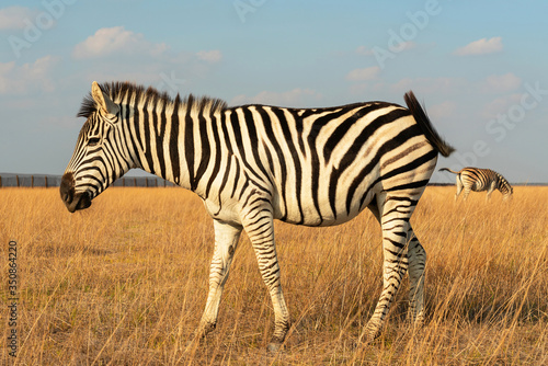 Zebra African animal standing on steppe pasture  autumn safari landscape.