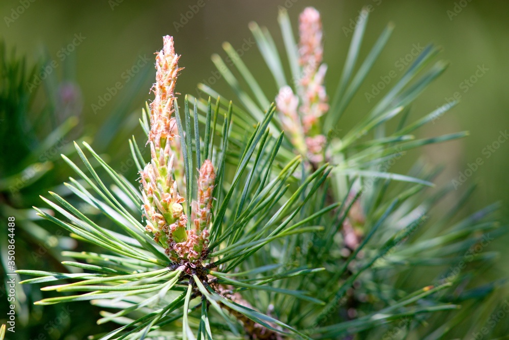 Young fresh pine cone and green pine needles on background. Young fresh pine cone and green pine needles on background.
