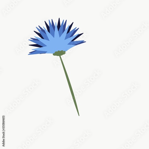 Fototapeta Naklejka Na Ścianę i Meble -  dandelion on white background  vector of flower