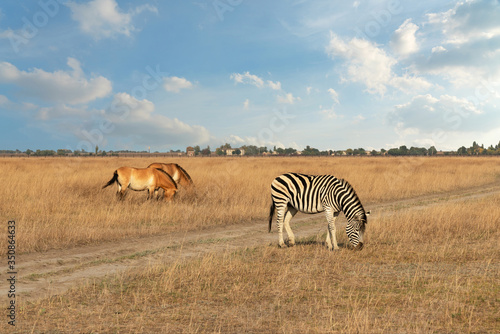 Zebra and horse Przewalski s animals feeding on steppe in autumn