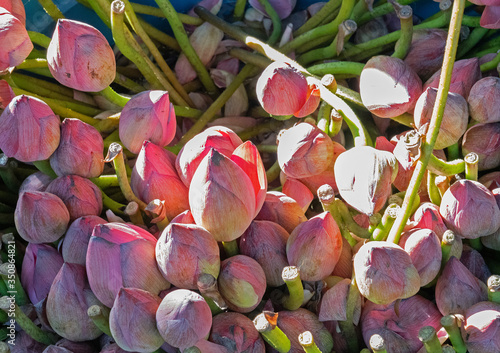 Lotus pink flowers buds with sun light, natiral floral background, Sri Lanka photo