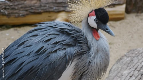 Beautiful bird, Grey Crowned Crane with blue eye and red wattle. photo