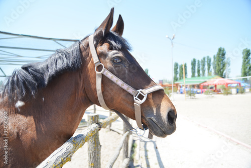 Close-up photo of horse head on a horse farm. © lenaivanova2311