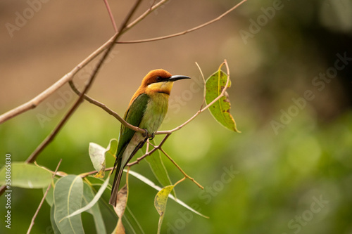 Canvas Print Chestnut bee hunter
