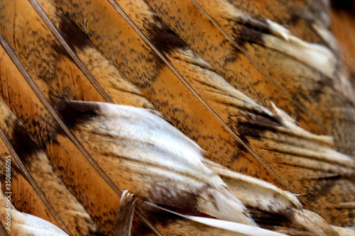 Beautiful close-up detail of barn owl plumage, Barn Owl wings with beautiful texture