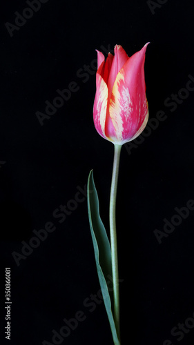 tulip on a black background, postcard, floristry, holiday 