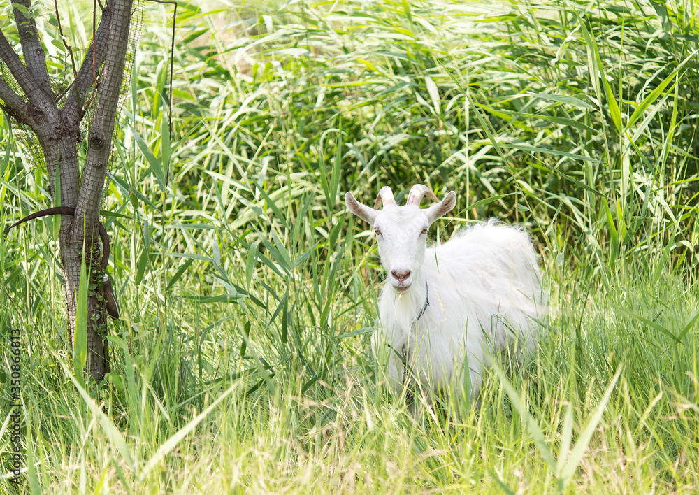 White goat in a grass, looking in a camera