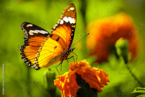 Butterfly on flower © dhruv