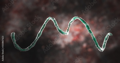 Science Photo of bacteria spirochete or spirochete is a member of the phylum Spirochaetes, which contains distinctive diderm bacteria, helically coiled cells 3d rendering photo