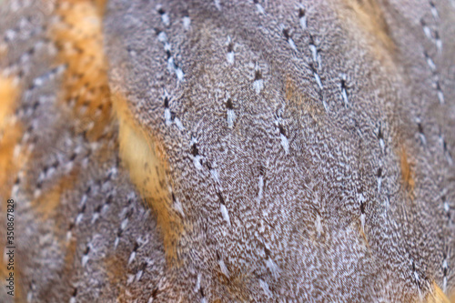 Beautiful close-up detail of barn owl plumage, Barn Owl wings with beautiful texture