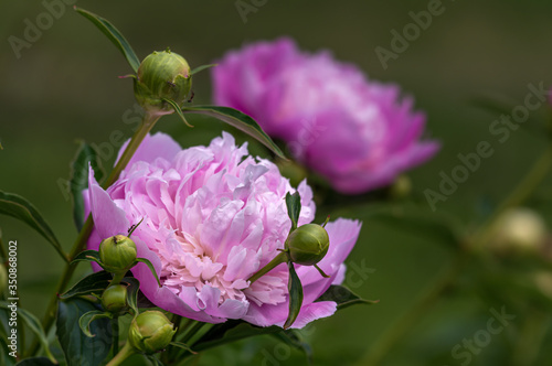 Peony (Paeonia) is the only genus of plants in the Pivonia family (Paeoniaceae). Perennial grasses (most species), as well as bushes or brewers. photo