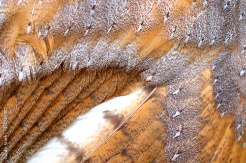 Beautiful close-up detail of barn owl plumage, Barn Owl wings with beautiful texture