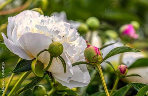 Peony (Paeonia) is the only genus of plants in the Pivonia family (Paeoniaceae). Perennial grasses (most species), as well as bushes or brewers. photo