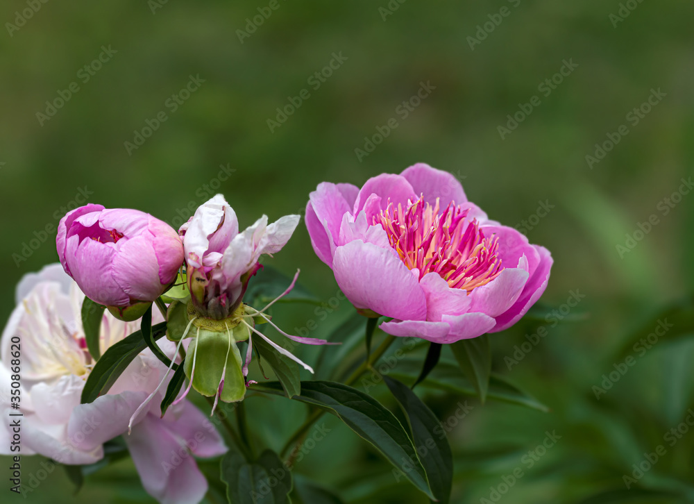 Peony (Paeonia) is the only genus of plants in the Pivonia family (Paeoniaceae). Perennial grasses (most species), as well as bushes or brewers.