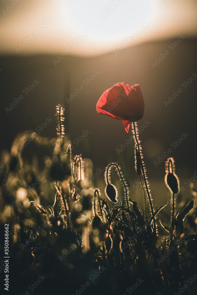 Fotografie Sunset over field with Red poppies background