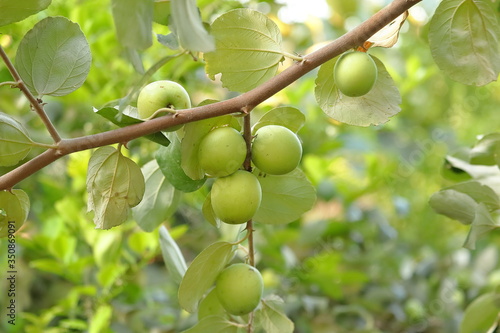 Ziziphus mauritiana fruits photo