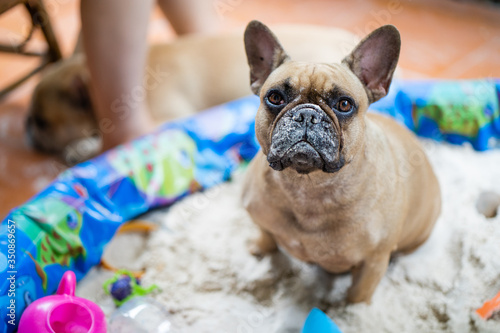 Fototapeta Cute french bulldog plying in sandpit with little girl.