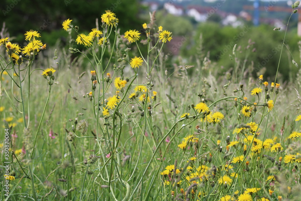 Obraz premium kwitnąca łąka