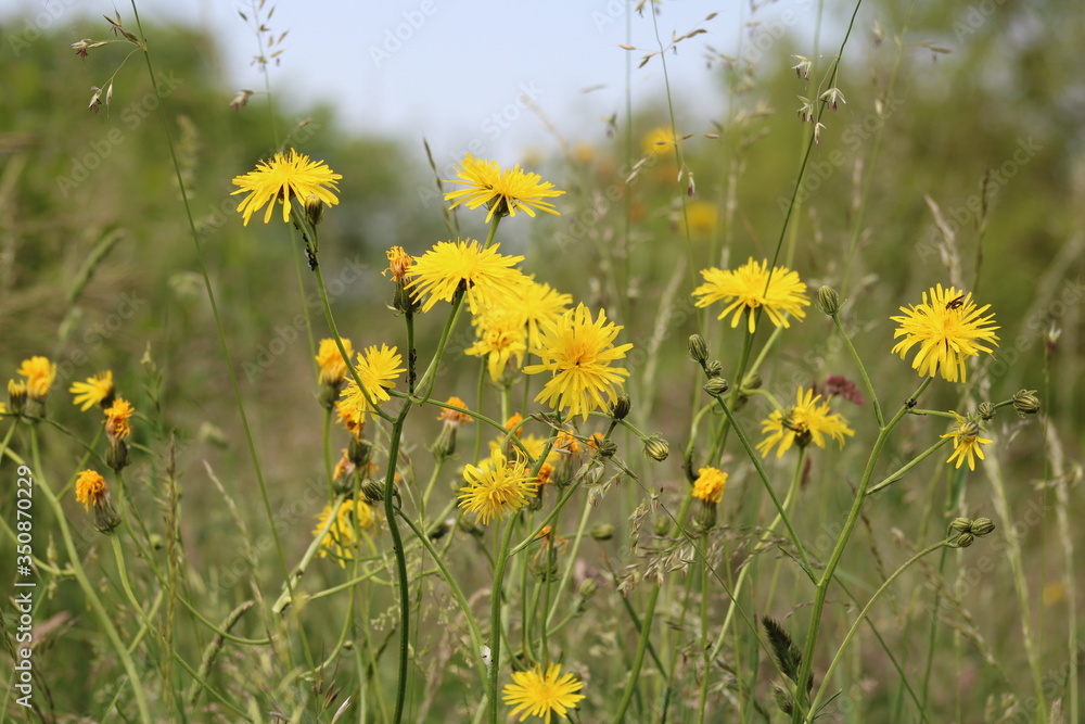 Obraz premium Gelbe Wiesenblumen mit Insekt