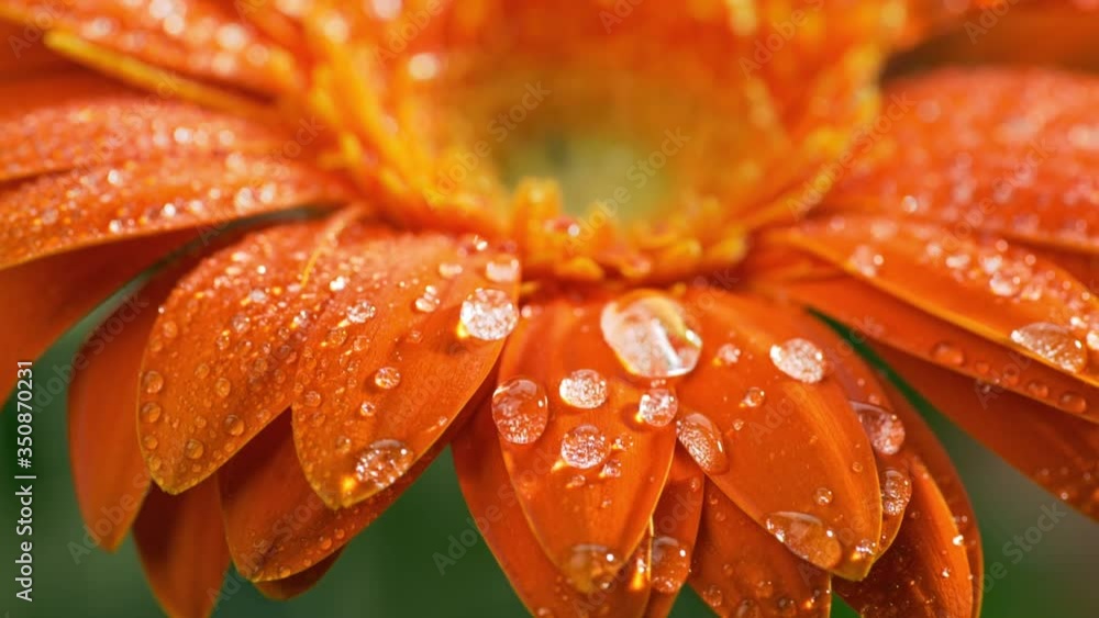 Macro shot of orange daisy-gerbera flower with water drops. Dew drops falling on flower petals. Slow motion Macro shot of orange daisy-gerbera flower with water drops. Dew drops falling on flower petals. Slow motion