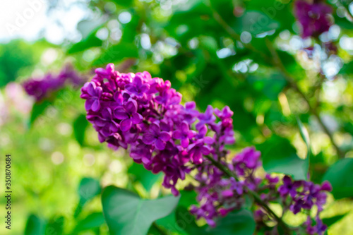 Obraz na płótnie Blossom lilac flowers in spring. Spring blooming lilac tree flowers. w salonie