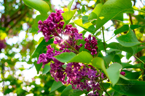 Obraz na płótnie Blossom lilac flowers in spring. Spring blooming lilac tree flowers. w salonie