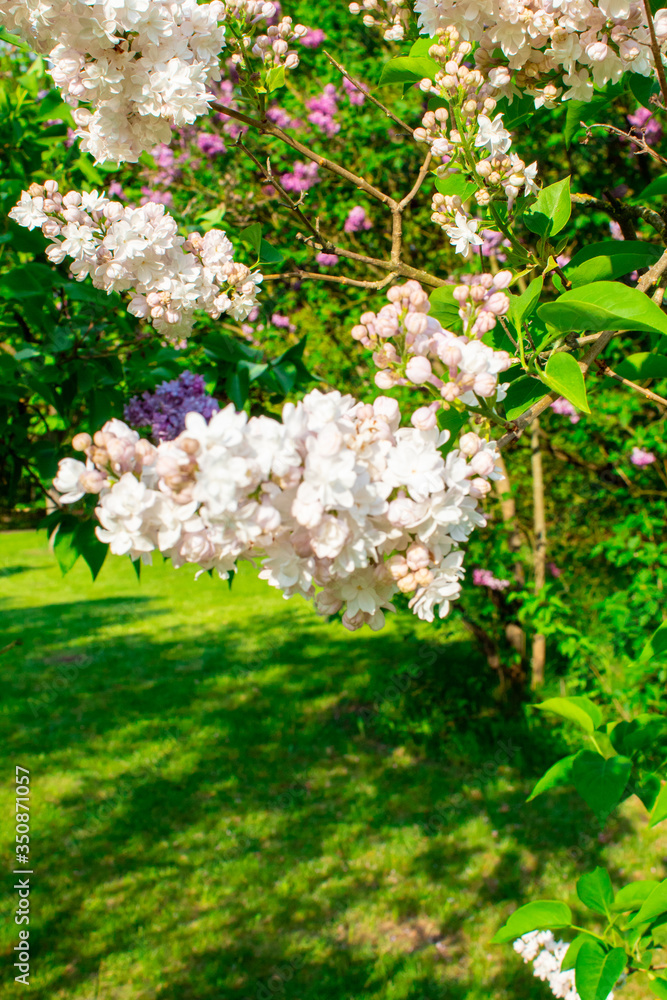 Blossom lilac flowers in spring. Spring blooming lilac tree flowers.