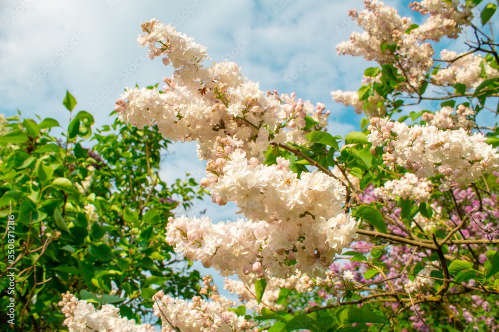 Blossom lilac flowers in spring. Spring blooming lilac tree flowers.