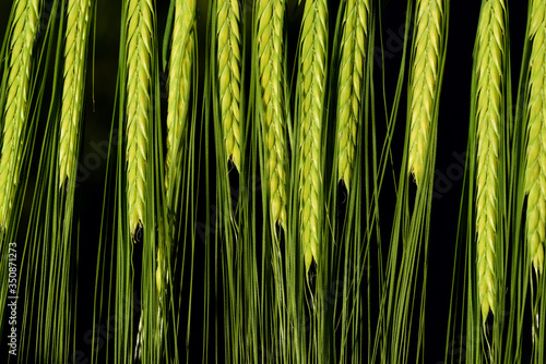 Background with green unripe ears of grain rye lying side by side against a dark background