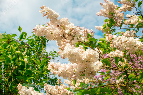 Obraz na płótnie Blossom lilac flowers in spring. Spring blooming lilac tree flowers. w salonie