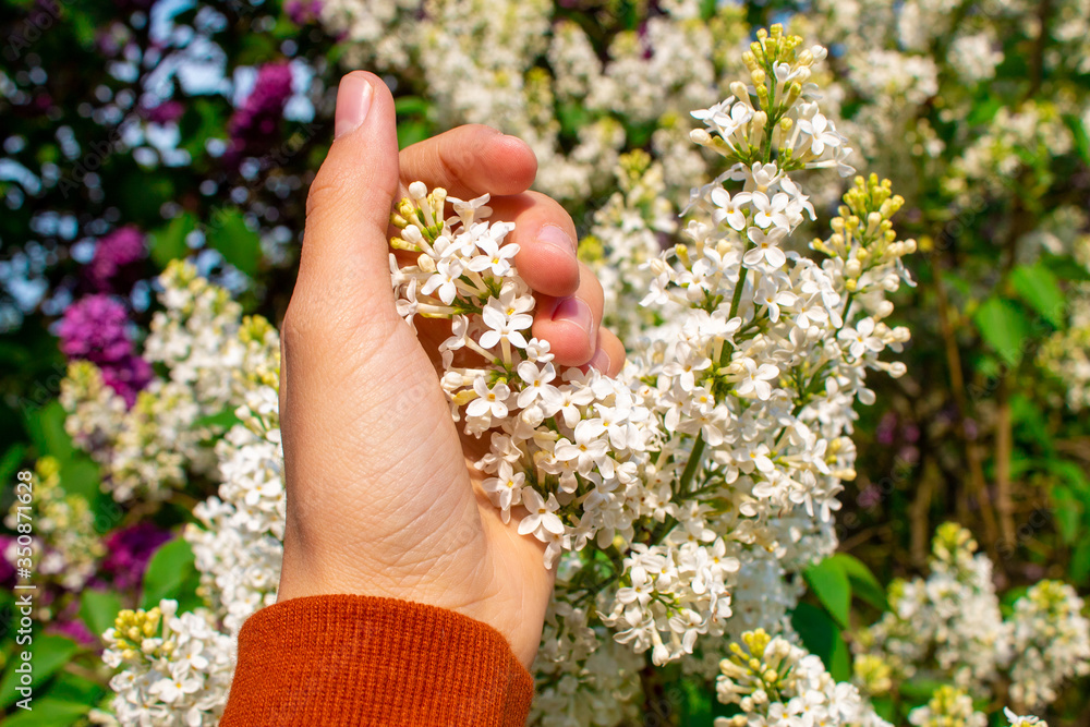 Blossom lilac flowers in spring. Spring blooming lilac tree flowers.