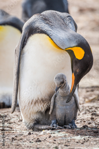 King penguin bending to preen grey chick