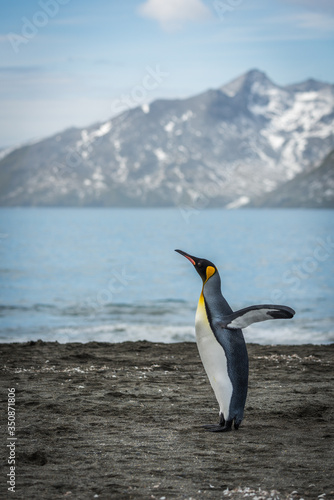 King penguin flapping wings on sandy beach