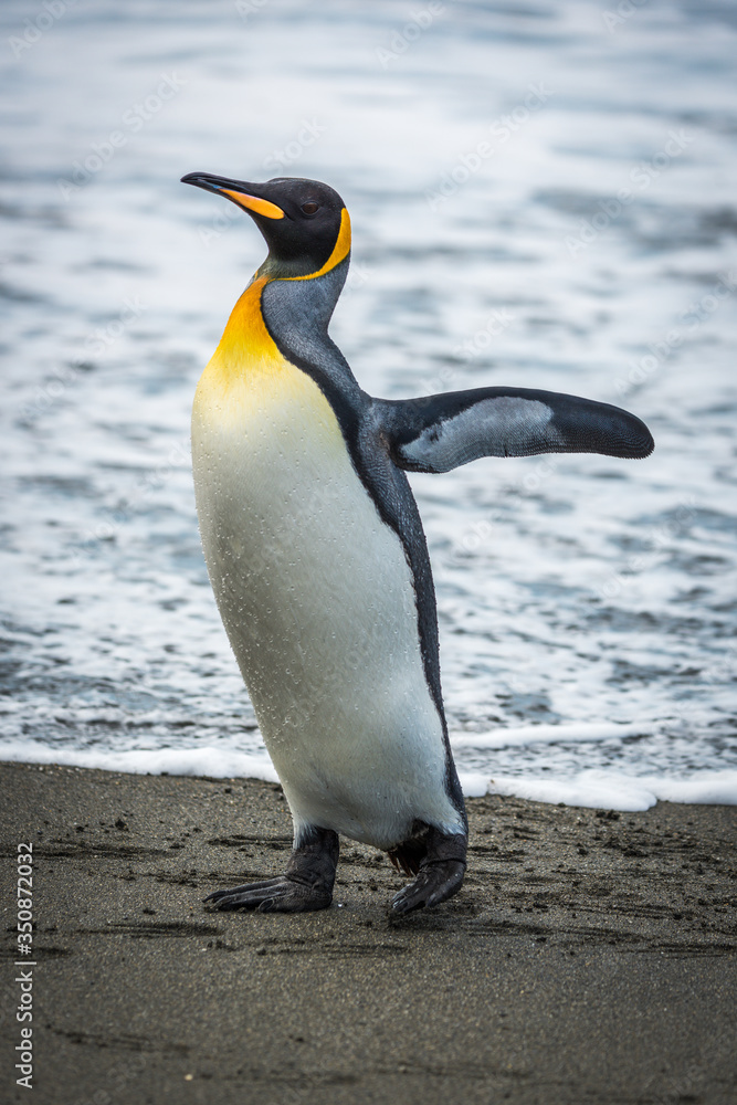 Fototapeta premium King penguin on sandy beach flapping flippers