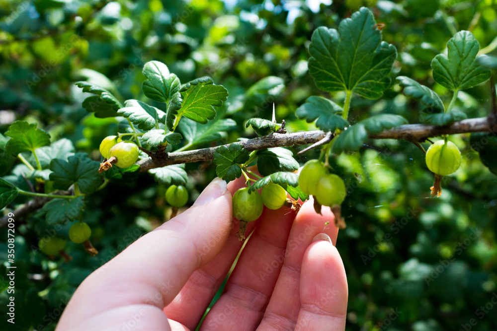 Growing gooseberry berries in the country. A branch of gooseberries with unripe green berries in the hand of a gardener in spring on a Sunny day close-up. Growing gooseberry berries in the country. A branch of gooseberries with unripe green berries in the hand of a gardener in spring on a Sunny day close-up.
