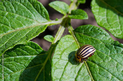 Insects-pests for agricultural crops. A Colorado beetle (Leptinotarsa decemlineata) sits on a green young potato leaf on a plantation close-up on a Sunny day in spring.
