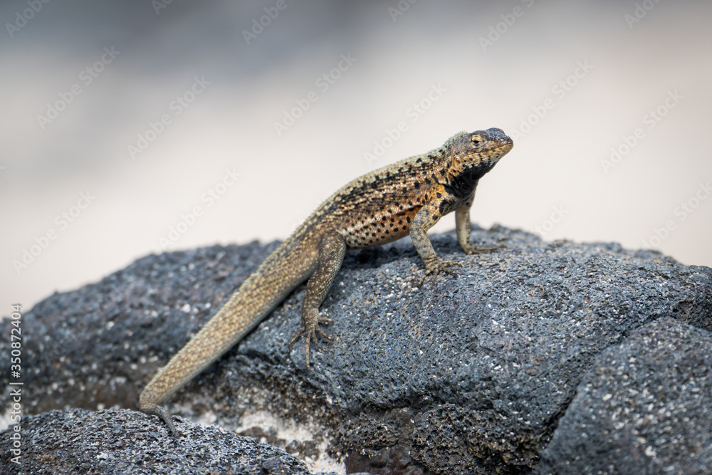 Lava lizard perched on grey volcanic rock Lava lizard perched on grey volcanic rock