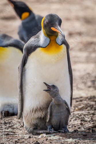 King penguin with squawking chick between feet Fototapeta