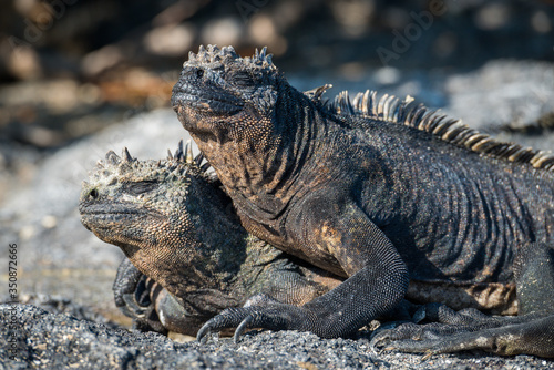 Marine iguana lying on another on beach © Nick Dale