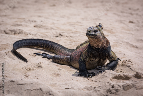 Marine iguana sunbathing on white sandy beach